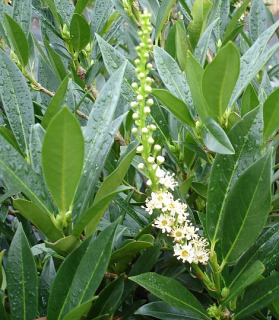 Prunus laurocerasus 'Otto Luyken'